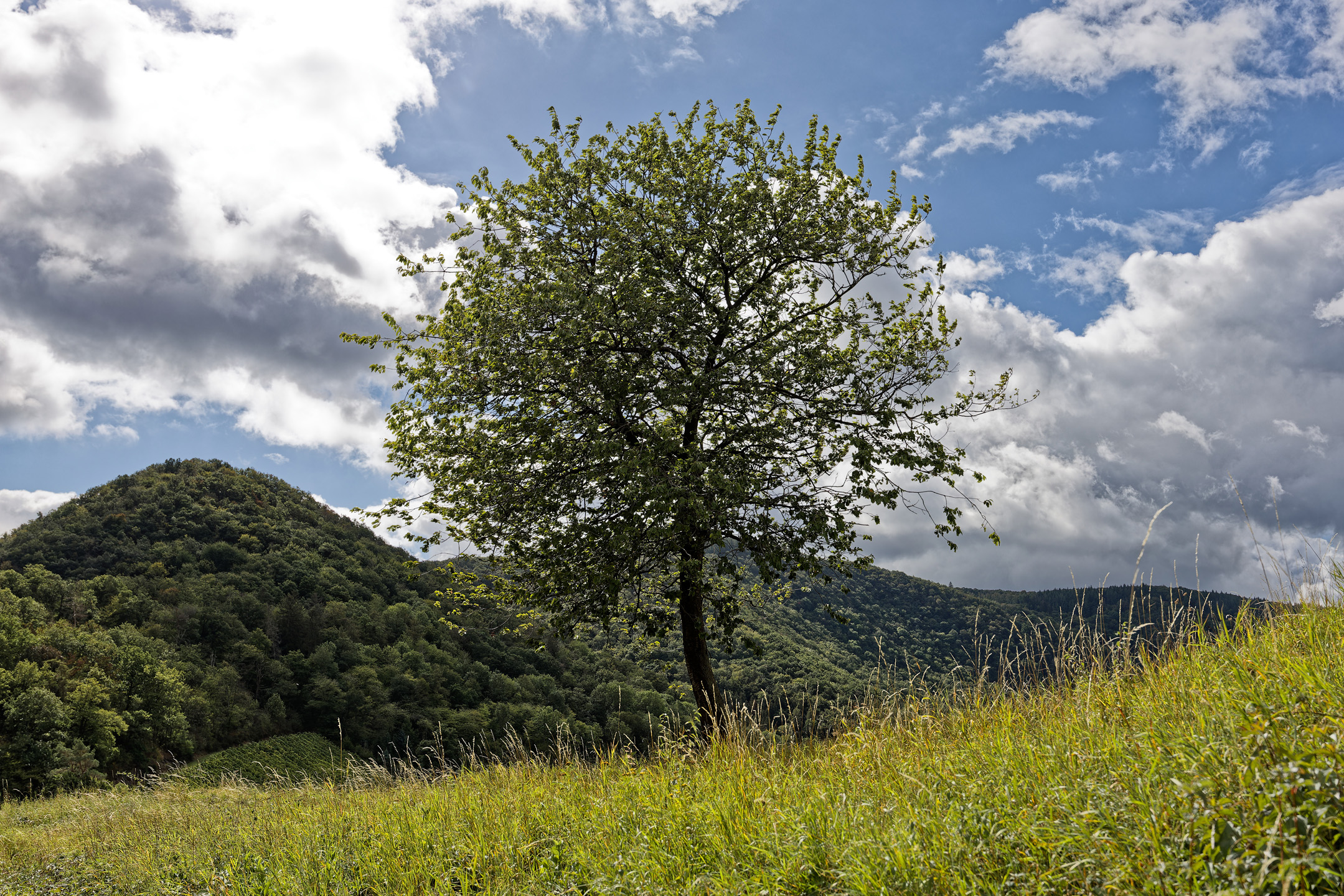 Baum Saffenburg Mayschoß